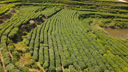 英山云霧茶榮獲國家地標(biāo)產(chǎn)品保護(hù)示范區(qū)授牌，助推茶葉產(chǎn)業(yè)高質(zhì)量發(fā)展